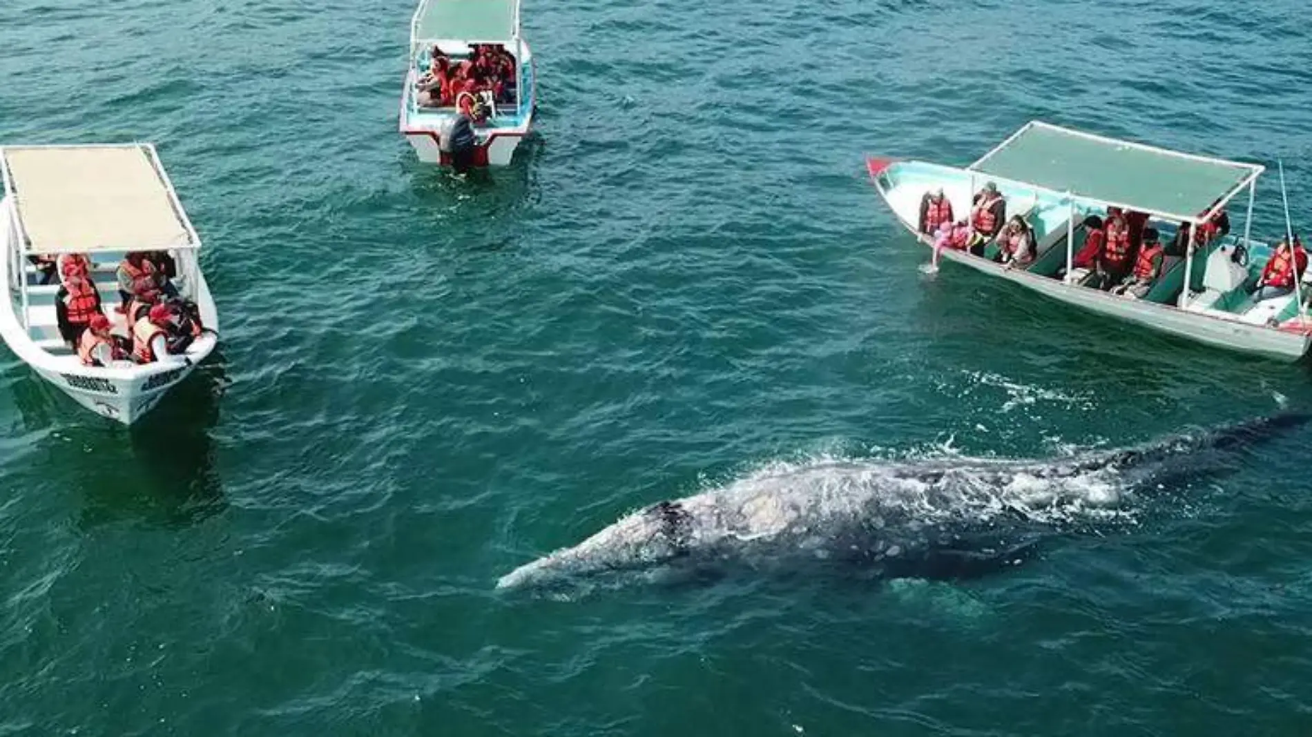 Quedan cien ballenas grisis en Puerto Chale